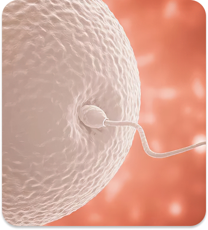 Male Fertility Tracker